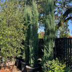 Italian Cypress