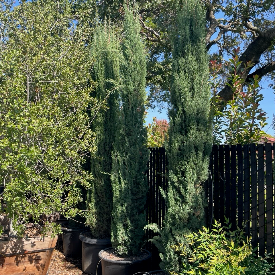 Italian Cypress