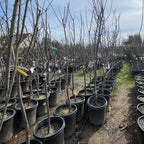 Italian Prune