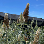 Ivory Butterfly Bush