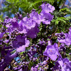 Jacaranda Tree