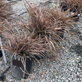 Jack Spratt New Zealand Flax