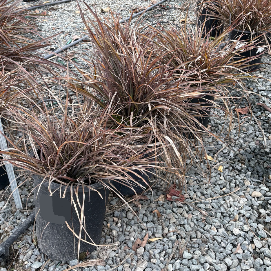 Jack Spratt New Zealand Flax