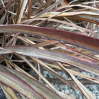 Jack Spratt New Zealand Flax