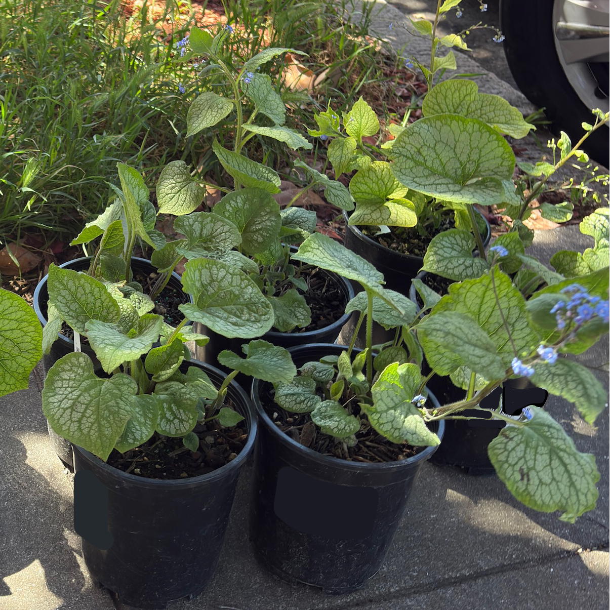 Jacke Frost  Siberian Bugloss