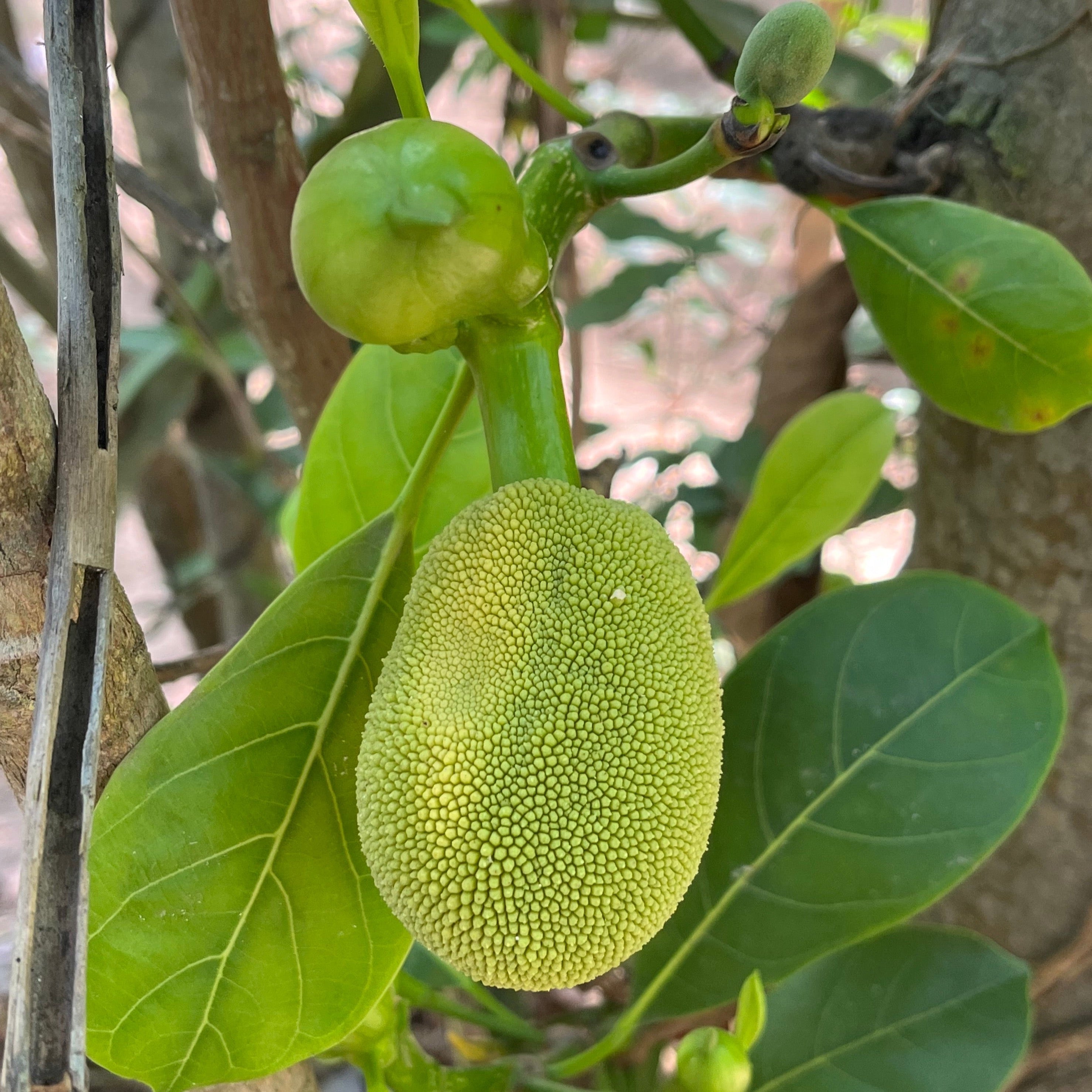 菠萝蜜树| 热带传奇巨型果实| 自花授粉风味独特| 温暖大庄园挑战性可食