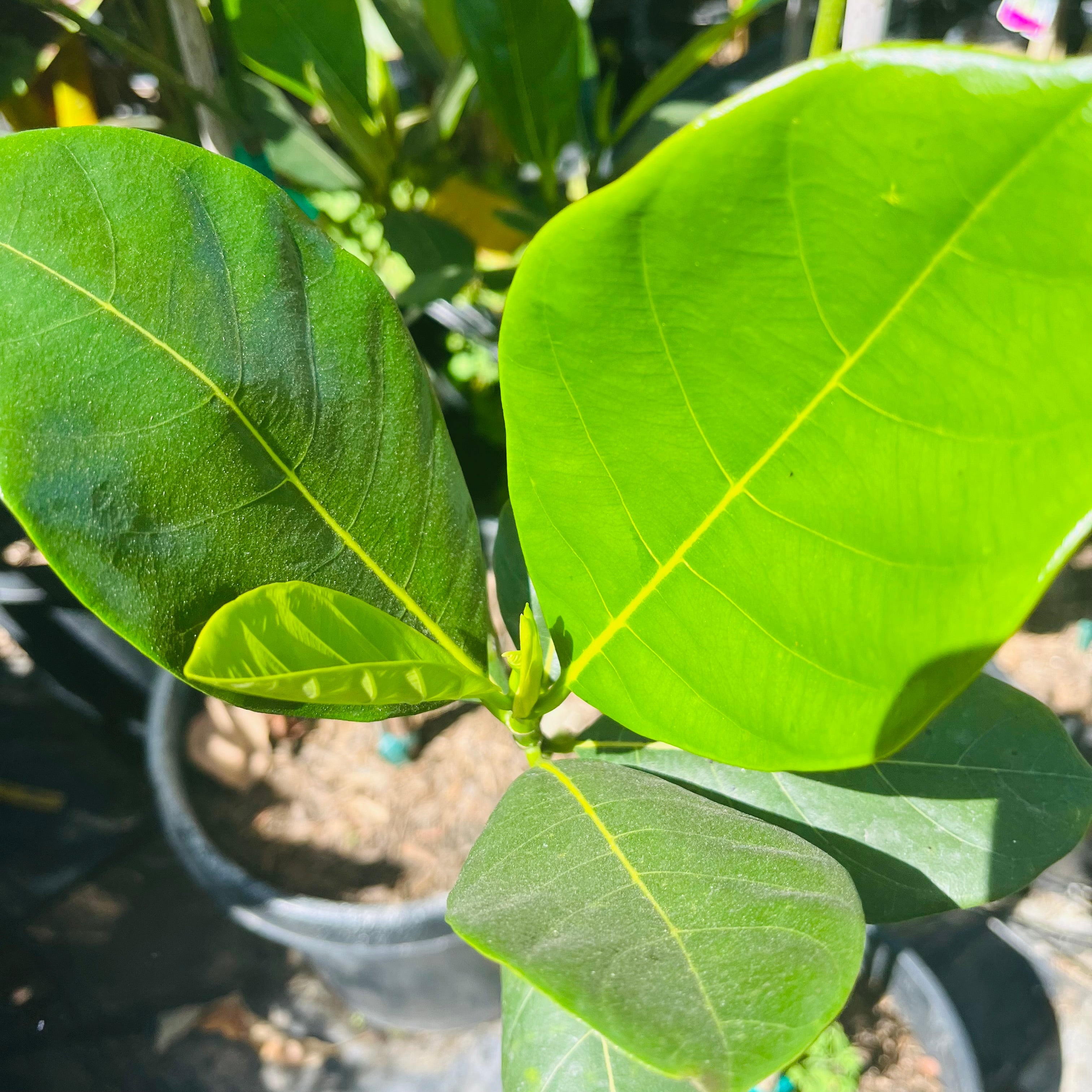 Jackfruit