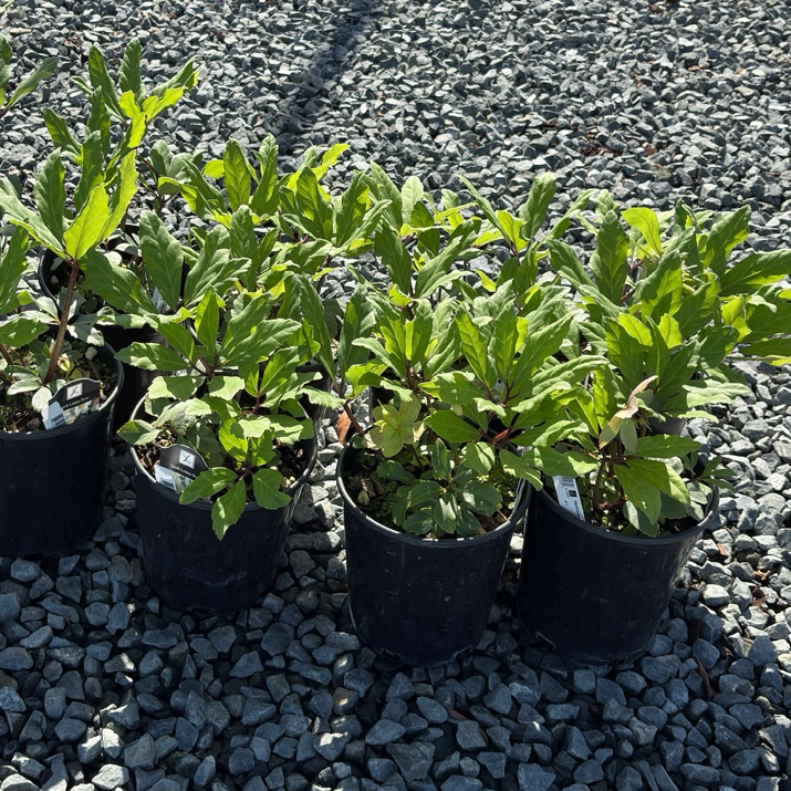 Jacob Helleborus