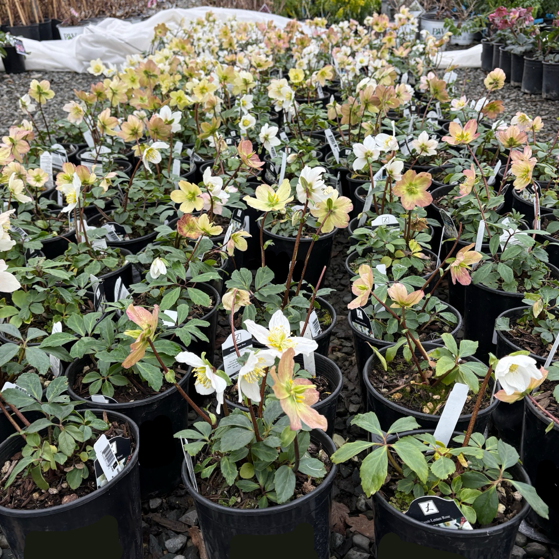 Jacob Helleborus