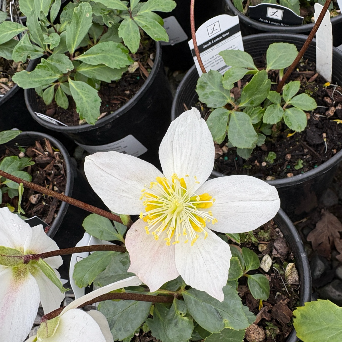 Jacob Helleborus
