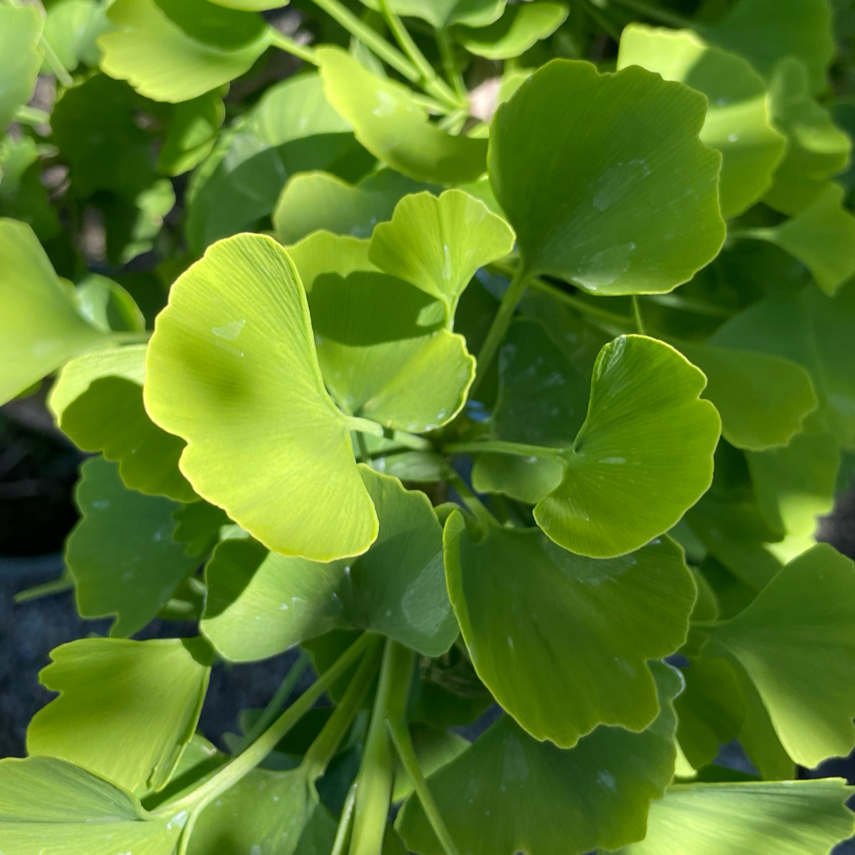 Jade Butterfly Maidenharit Tree