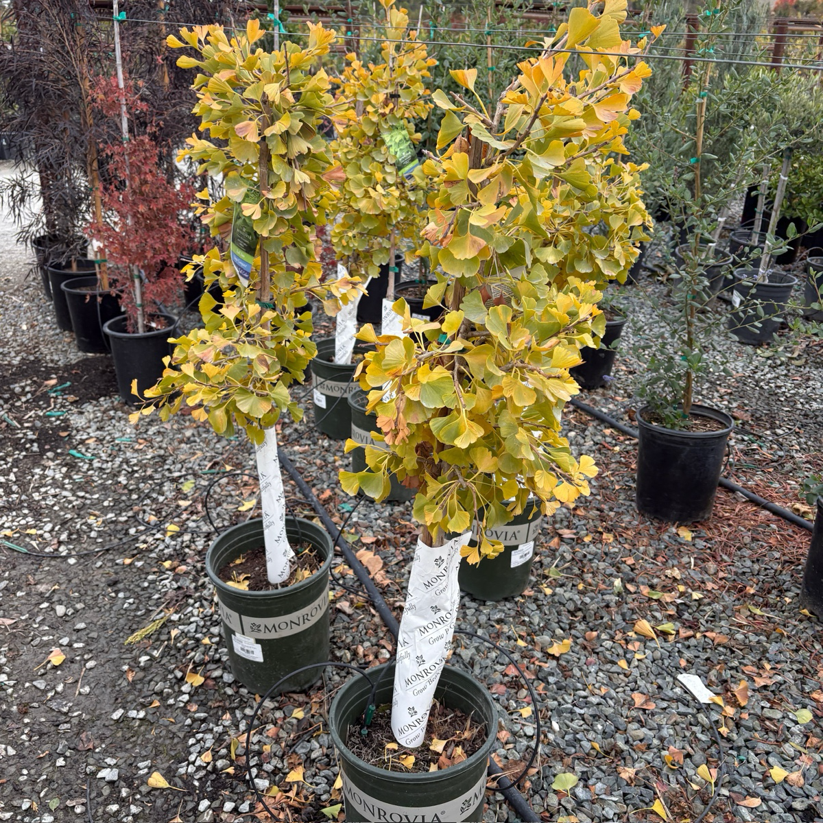 Jade Butterfly Maidenharit Tree