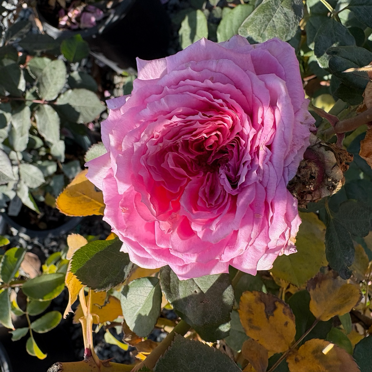 James Galway Climbing Rose