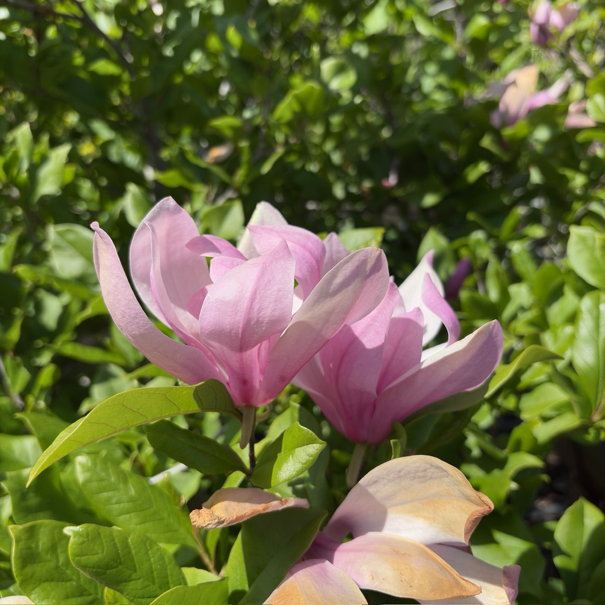 Jane Magnolia Pink flowers with green leaves in the background