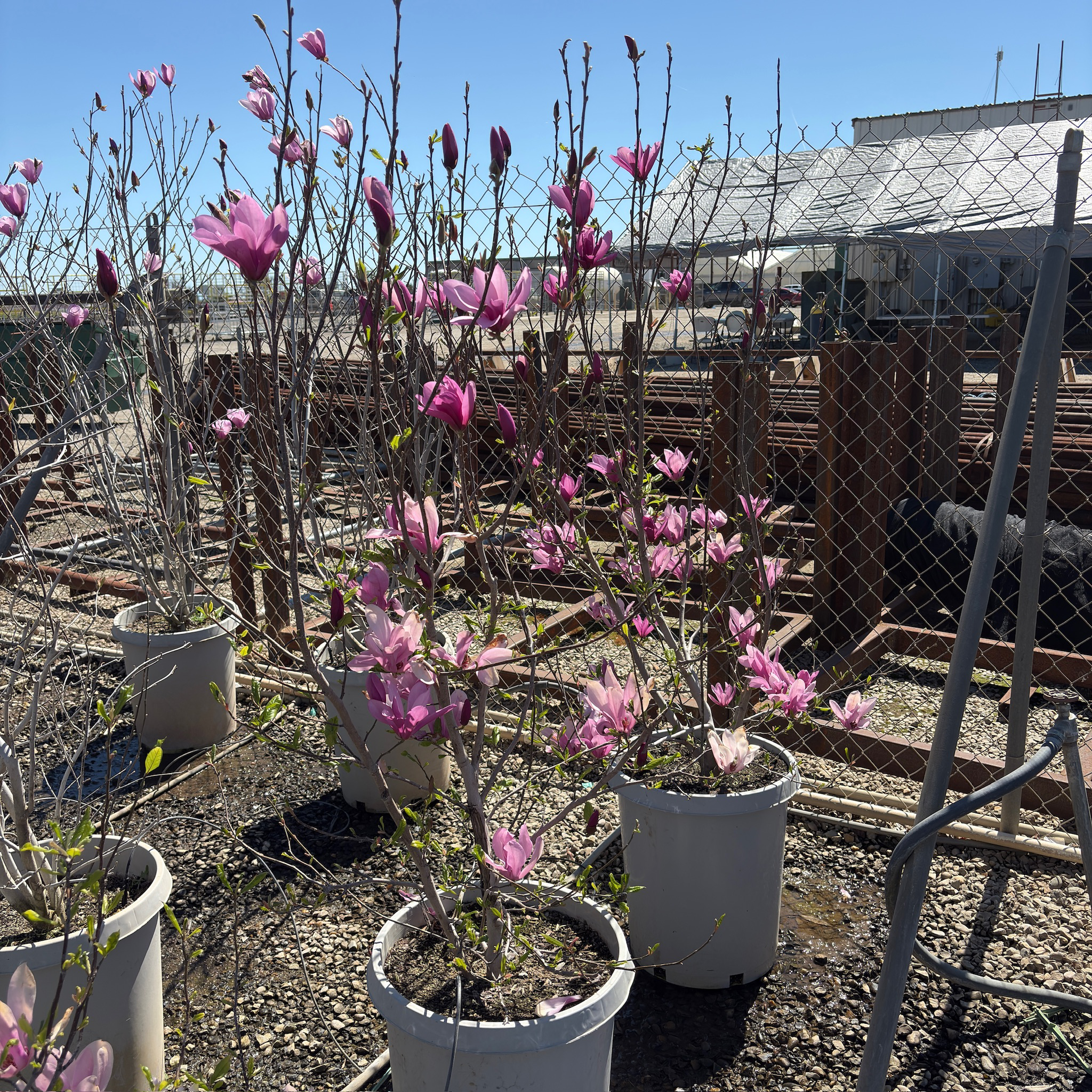 Potted Jane Magnolia plants with pink flowers in a garden setting