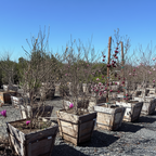 Jane Magnolia Plants in wooden pots with pink flowers in an outdoor setting