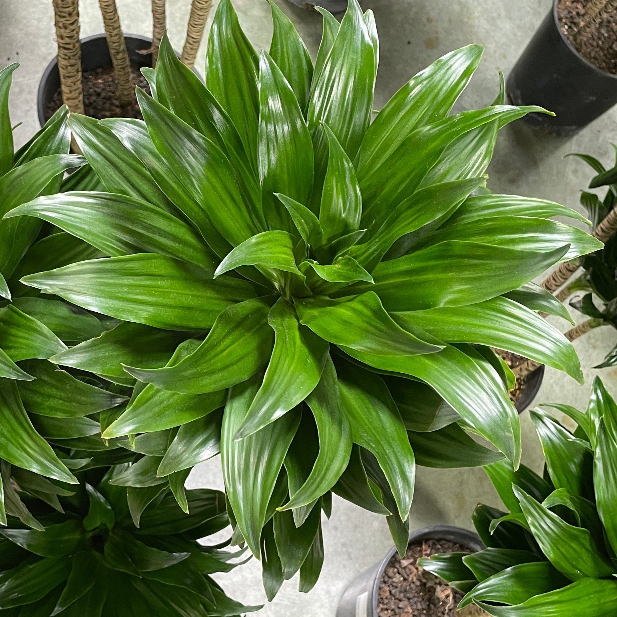 dracaena cintho中文 太阳神龙血树| 菠萝冠密叶耐低光| 室内经典坚韧绿植| 办公室及低光环境优选– Victory Nursery