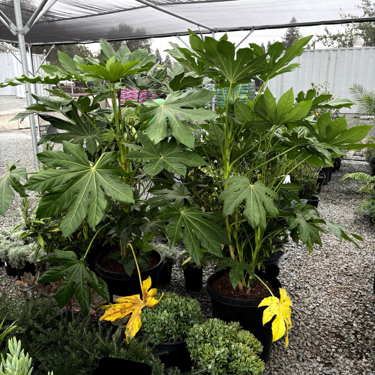 Japanese Aralia