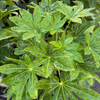 Japanese Aralia