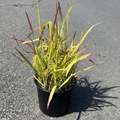 Japanese Blood Grass