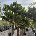 Row of potted trees in a nursery setting with a cloudy sky.