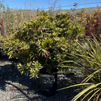 Japanese Blueberry Tree