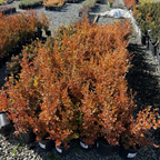 Japanese Boxwood