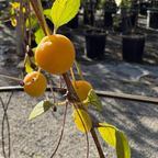 Japanese Flowering Crabapple