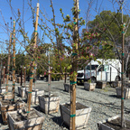 Japanese Flowering Crabapple
