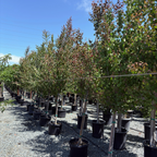 Japanese  Katsura Tree