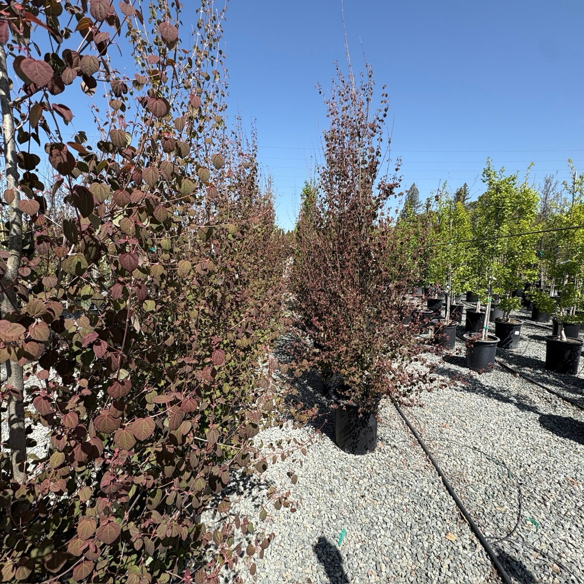 连香树| 秋叶散发甜美焦糖香| 心形叶四季变色| 庭院诗意感官焦点树– Victory Nursery