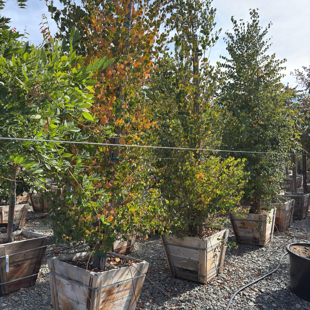 Japanese  Katsura Tree