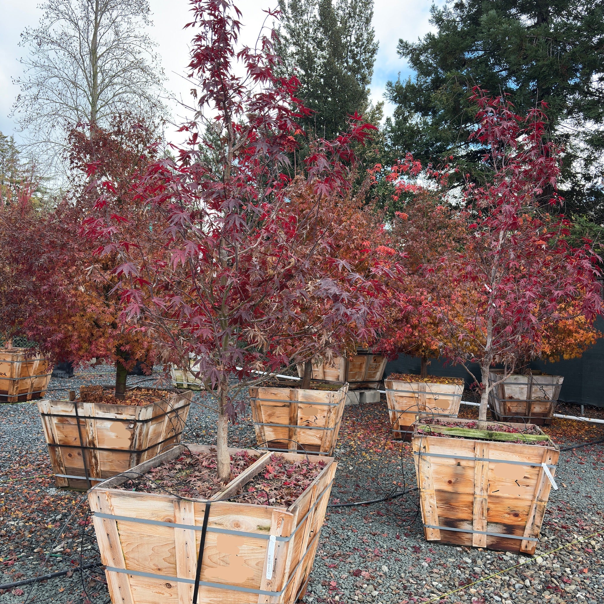 Japanese Maple