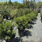 Japanese Mock Orange