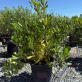 Japanese Mock Orange