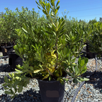 Japanese Mock Orange