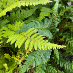 Japanese Tassel Fern Close-up of Japanese Tassel Fern sold by victory nursery
