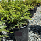 Japanese Tassel Fern Potted Japanese Tassel Fern plants on a gravel surface
