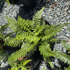 Japanese Tassel Fern Japanese Tassel Fern in a pot on a bed of small stones