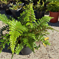 Japanese Tassel Fern