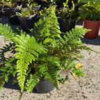 Japanese Tassel Fern