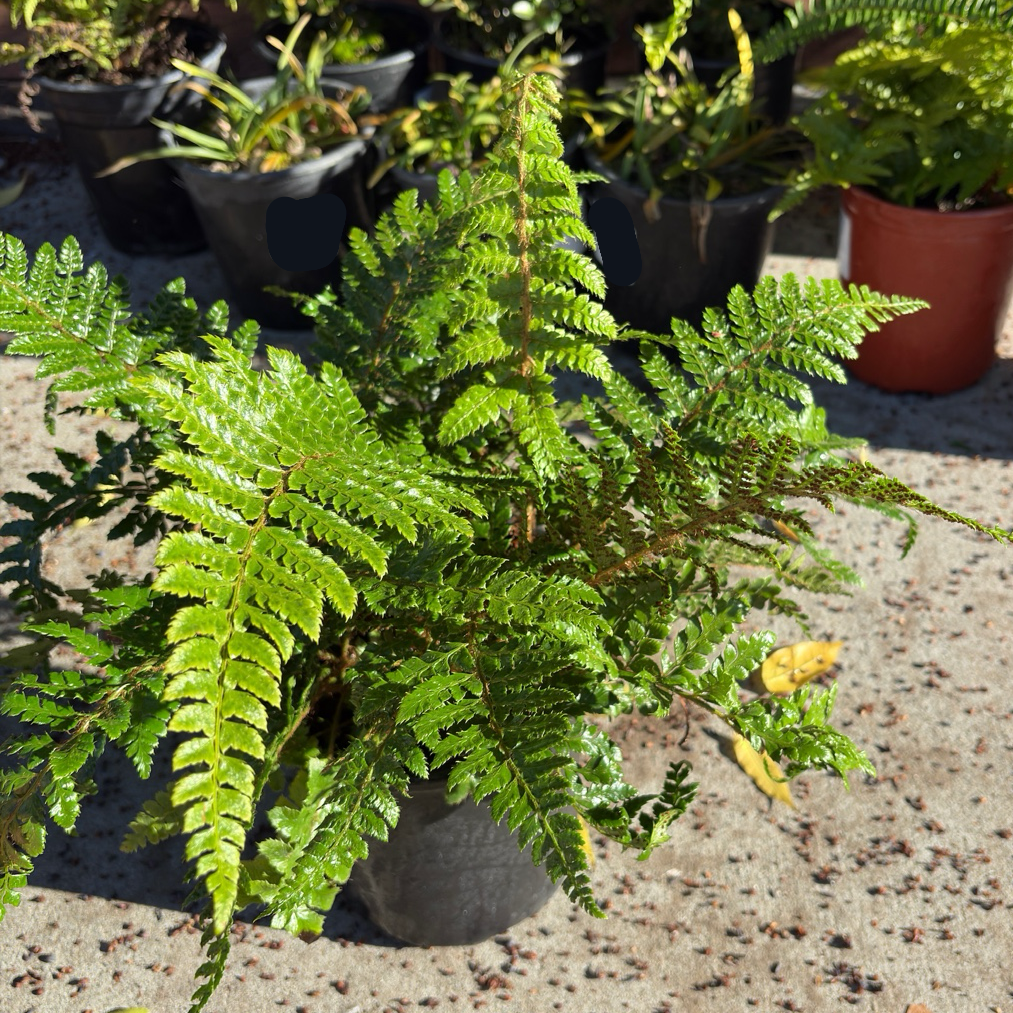 Japanese Tassel Fern