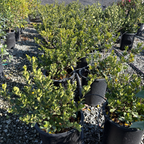 Row of potted Jasminum nitidum 'Kuchinashi‘ plants on a gravel surface