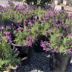 Javelin Deep Purple Spanish Lavender