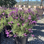 Javelin Deep Purple Spanish Lavender