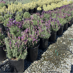 Javelin Deep Purple Spanish Lavender