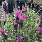 Javelin Deep Purple Spanish Lavender