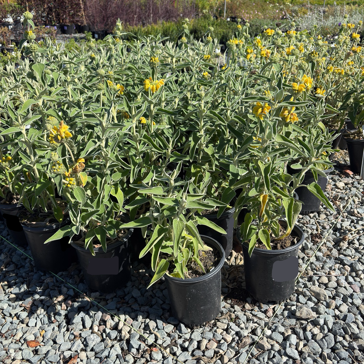 Jerusalem Sage