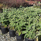 Jerusalem Sage