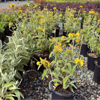 Jerusalem Sage